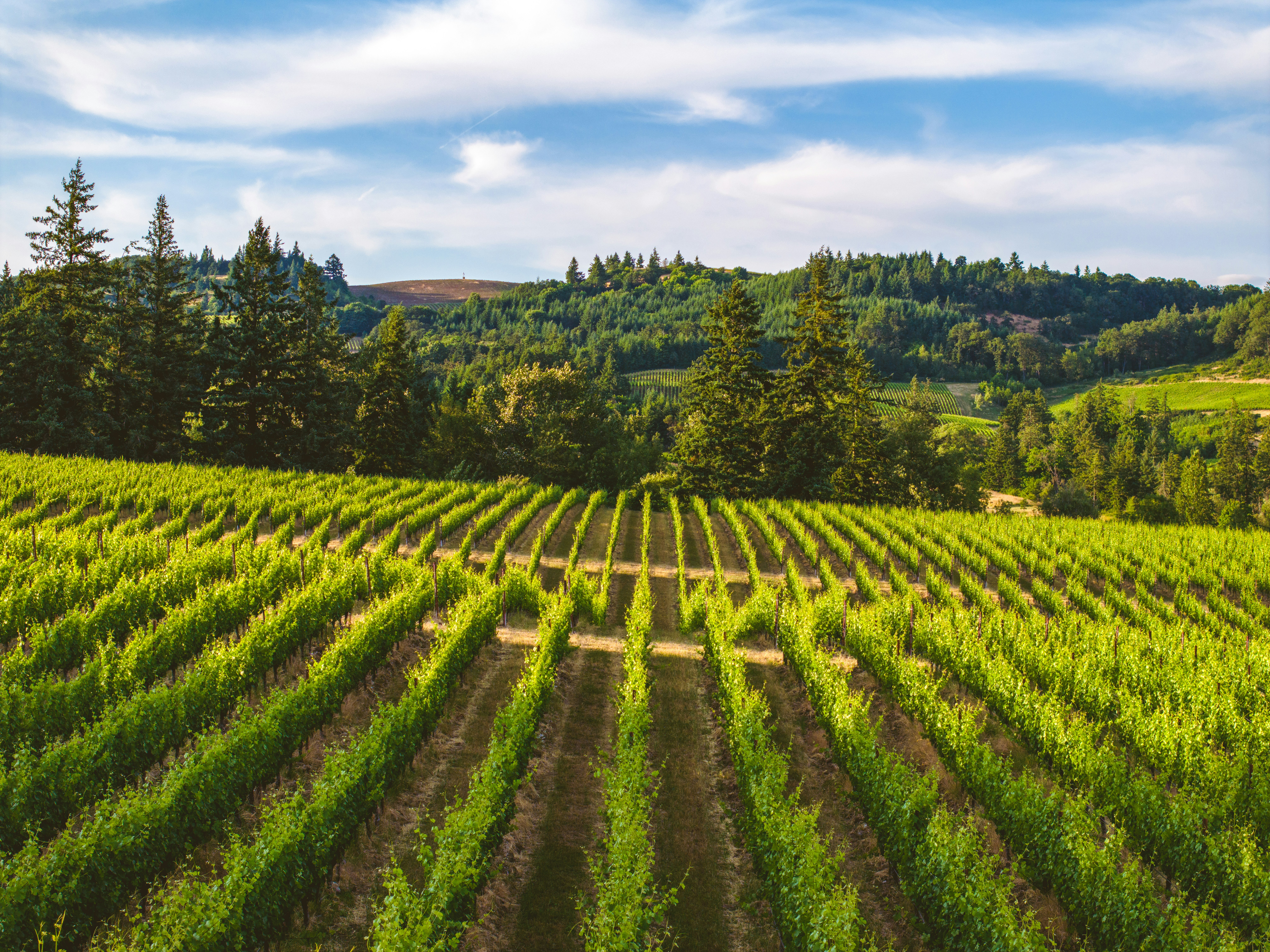 Willamette Valley vineyards in autumn